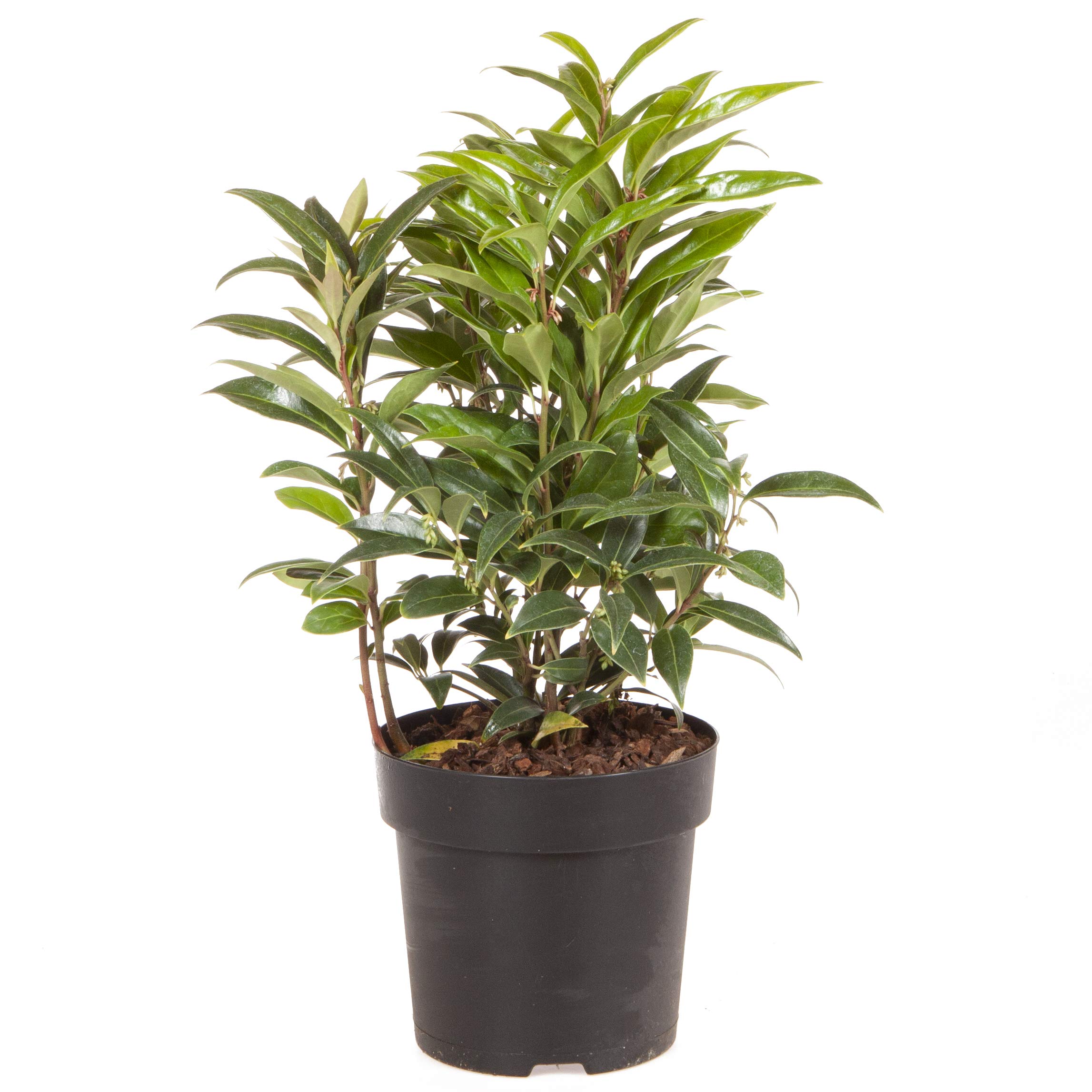 YouGarden Sarcococca hookeriana 'Winter Gem', Established Garden Plant in 15cm Pot, Hardy Evergreen Shrub for Winter Fragrance