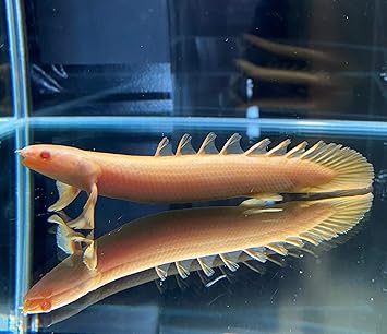 Amazon 熱帯魚 アルビノ ポリプテルス セネガルス 15 18cm 安心サイズ １匹 東京倉庫出荷 アクアショップピラルク 観賞魚 水中生物 通販
