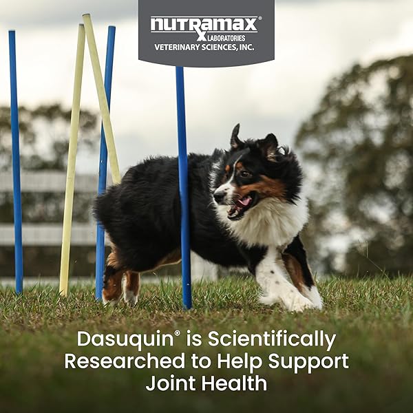 NUTRAMAX LABORATORIES DASUQUIN WITH MSM JOINT HEALTH SUPPLEMENT FOR LARGE DOGS – WITH GLUCOSAMINE, MSM, CHONDROITIN, ASU, BOSWELLIA SERRATA EXTRACT, AND GREEN TEA EXTRACT, 150 SOFT CHEWS
