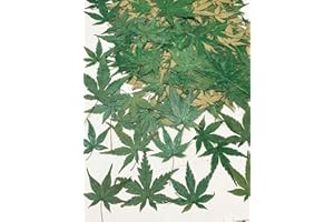 UOKWIWI 12 pcs Green Maple Leaf Real Natural Dried Pressed Flowers for Resin Scrapbooking DIY Candle Decoration Jewelry Crafts