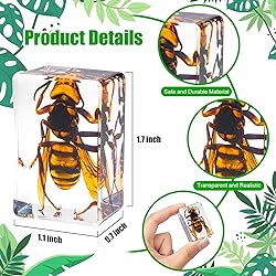 24 Styles Insect in Resin Specimen, Bugs Collection