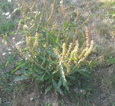 Desconocido Alrededor de 2 pies de Altura: 2 / Plantas envío Libre ...