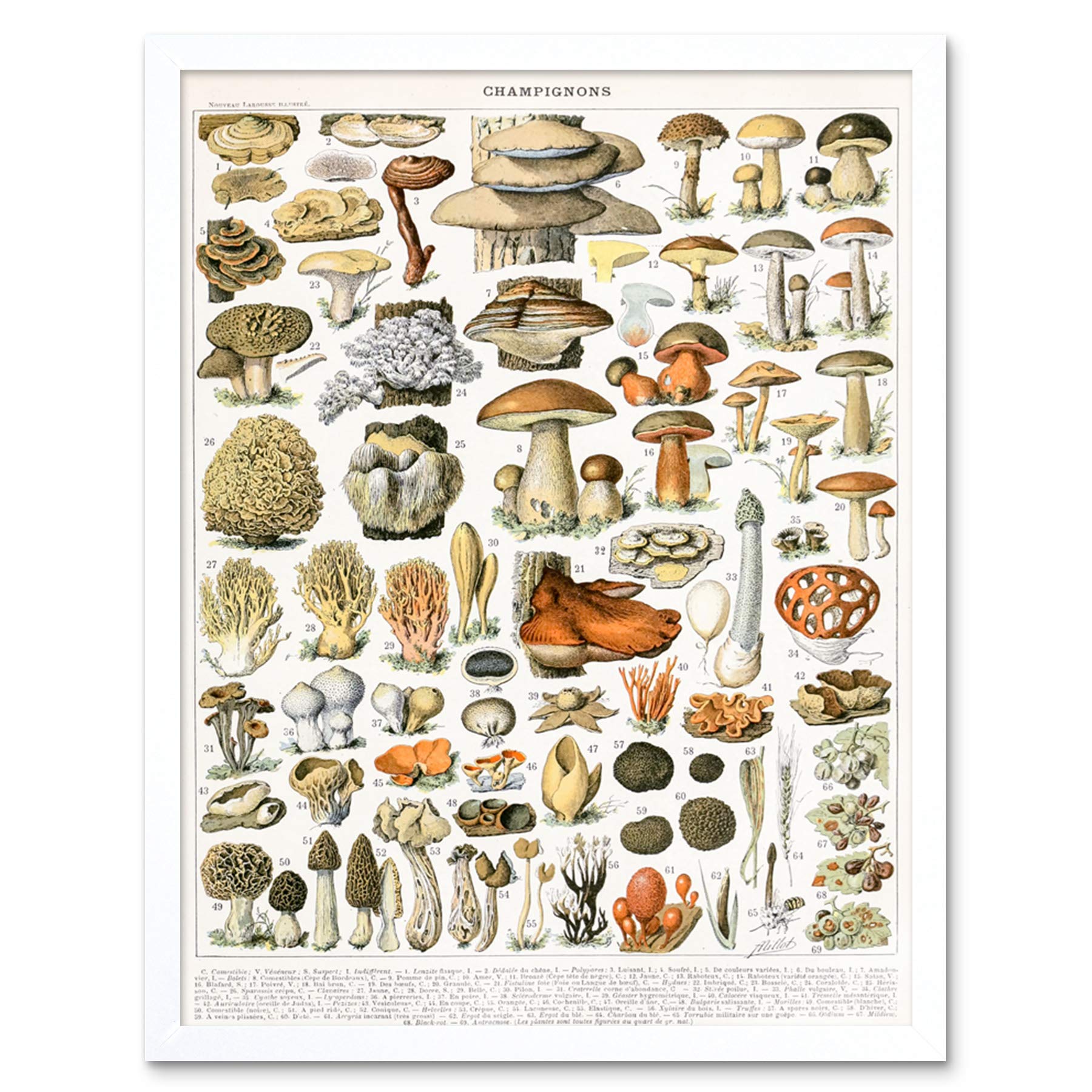 Artery8 Millot Encyclopedia Page Mushrooms Variety Art Print Framed Poster Wall Decor 12x16 inch