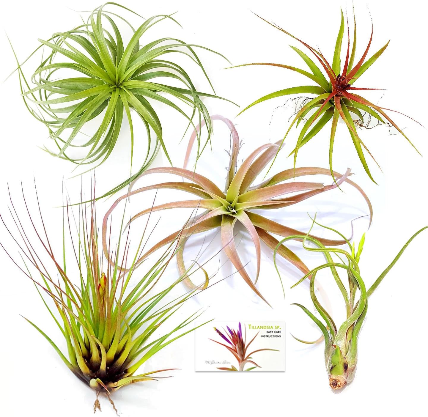 Best Bloom Room Fairy Garden