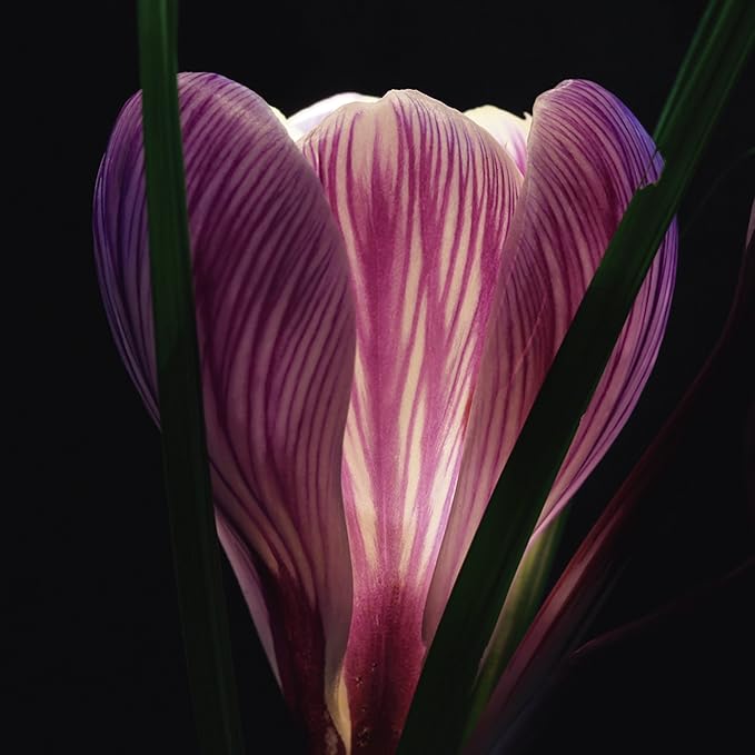 Artland Qualitätsbilder I Glasbilder Deko Glas Bilder 50 x 50 cm Botanik Blumen Foto Lila B1VM Beleuchtet