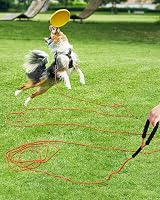 Taglory Training Lead for Dogs 20 m Reflective Long Rope Lead with Padded Handle view 2