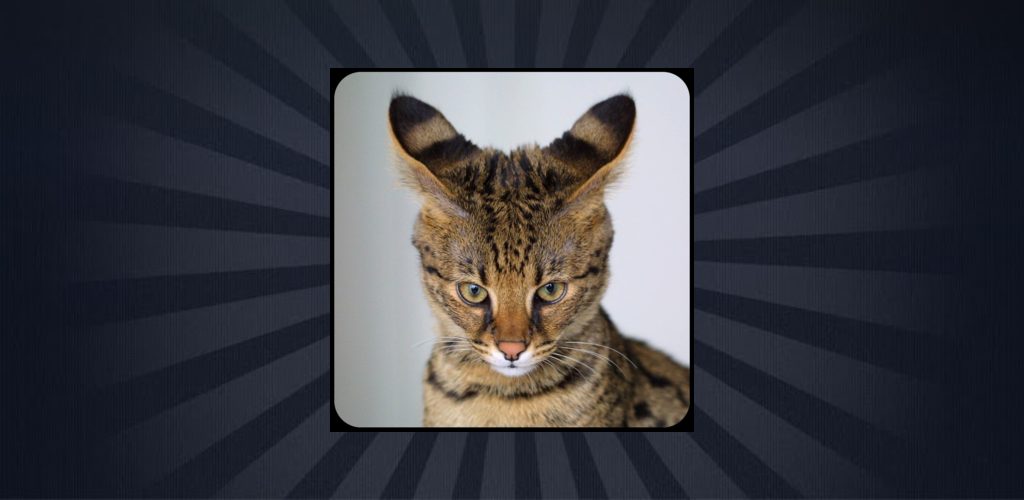 Name That Cat Breed - Thumbnail 2
