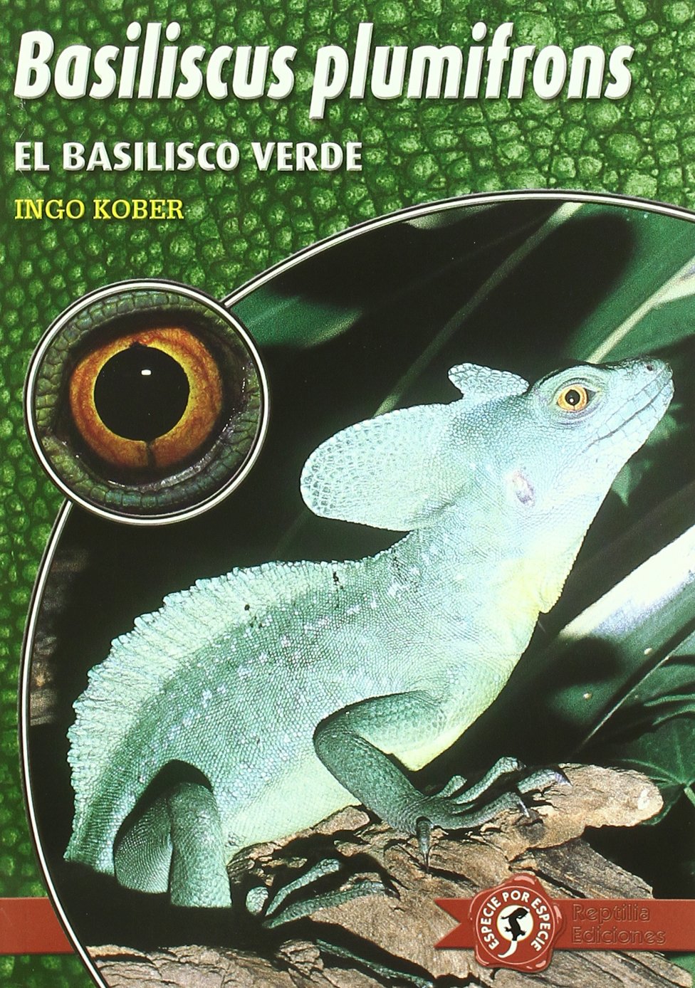 Basiliscus Plumifrons El Basilisco Verde Amazon Co Uk Kober Ingo Dauner Enrique 9788493415006 Books