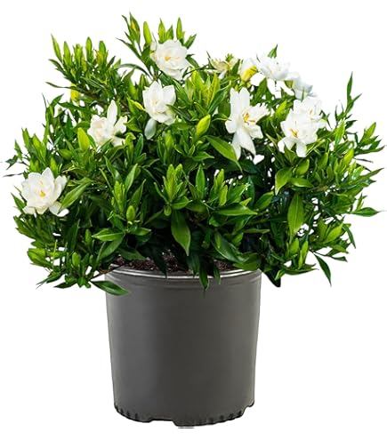 Amazon.com : American Plant Exchange Variegated Confederate