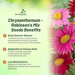 Outsidepride Robinson's Mix Chrysanthemum Seeds