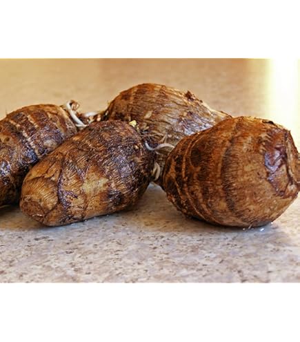 anthurium bakeri flora fauna Anthurium bakeri - Live Arrival Guarantee main image 1