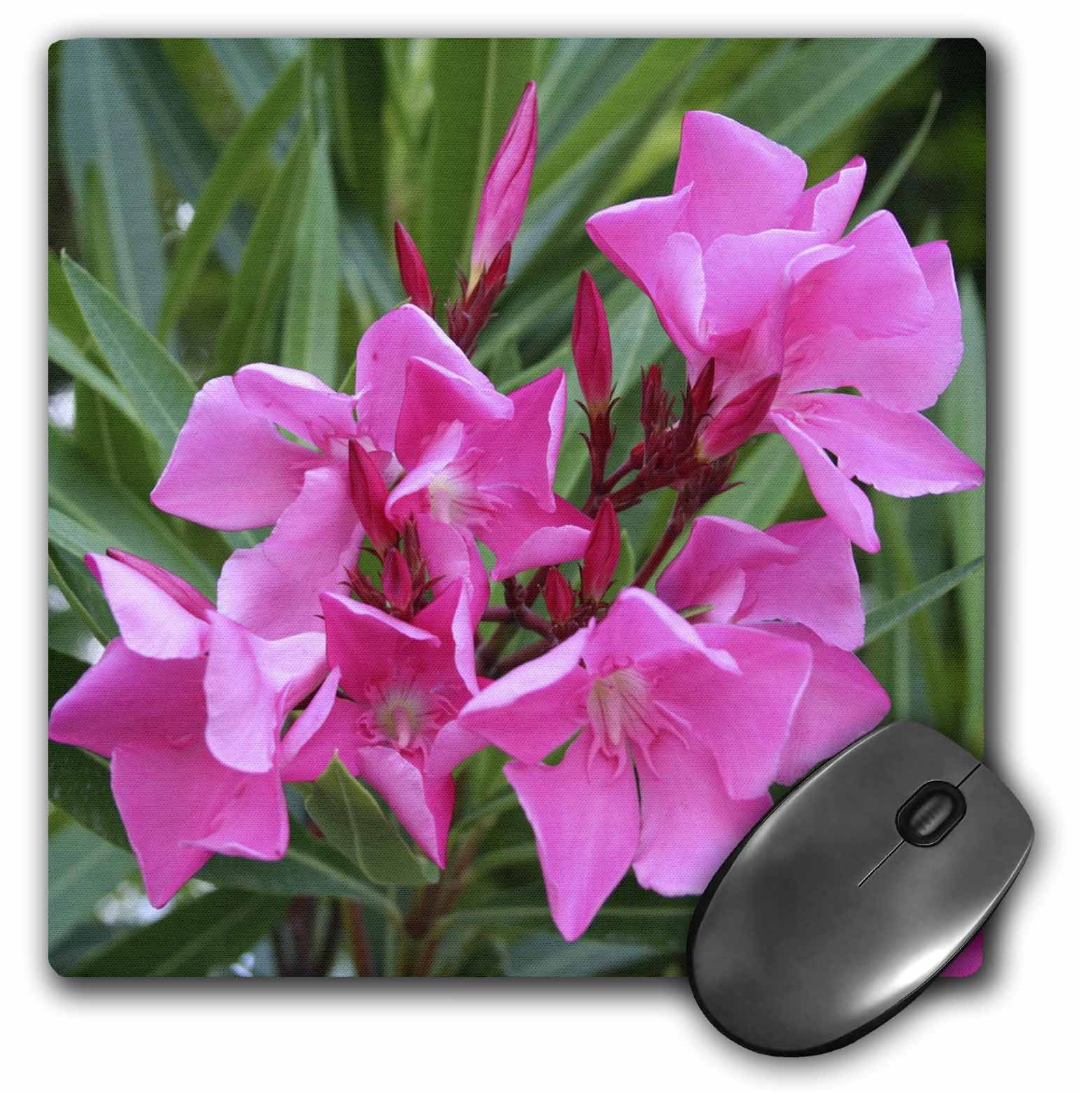 3dRose mp_46849_1 8 x 8 Oleander Pink - pink, flower, tree, oleander, blossom, tropical plant, buds Mouse Pad