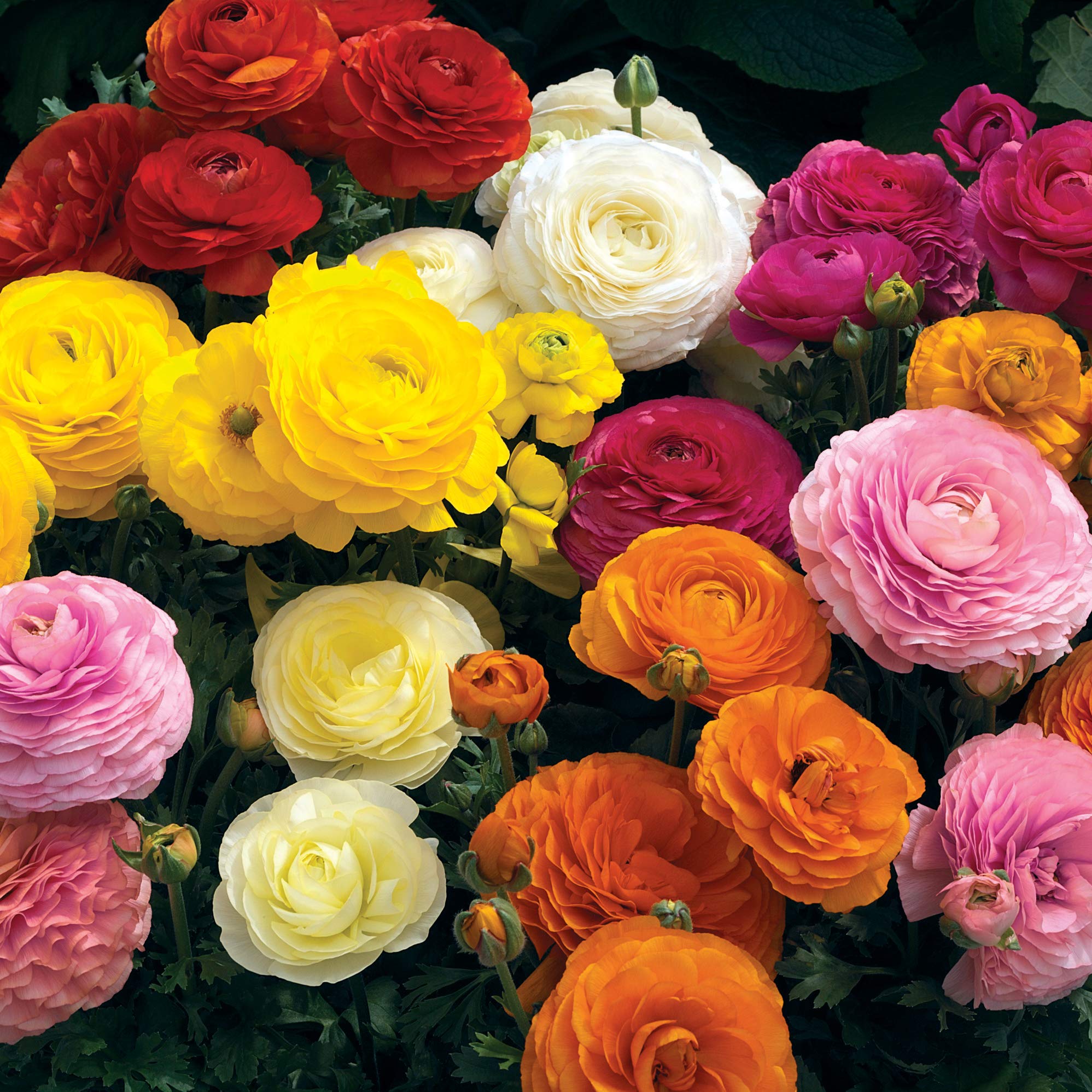 Outsidepride Persian Buttercup Mache Mix Ranunculus Seeds - 40 Pcs Annual, Vibrant Easy to Grow Ranunculus Seeds for Planting, Bright Colorful Ranunculus Flowers for Garden Beds & Cut Flowers