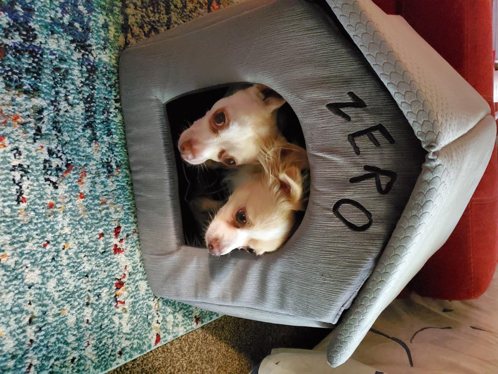 zero dog house pet bed