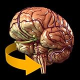 Brain - 3D Atlas of Anatomy