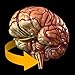 Brain - 3D Atlas of Anatomy
