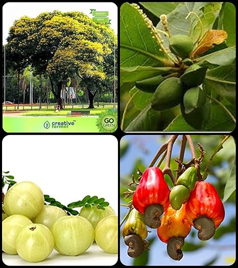 Creative Farmer Tree Seeds For All Season India Peltophorum,Indian Badam,Amla Tree,Cashew Combo For Home Garden Flower Tree & Fruit Seeds & Veg Tree & Fruit Seeds Seeds
