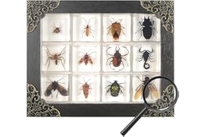 AGAOECE 12 Pcs Insect in Resin Specimen Bugs Collection Paperweights, Resin Insects Specimen Frame Decoration for Tabletop Wall Art Decoration Scientific Educational Display Supplies (12 PCS Insects)