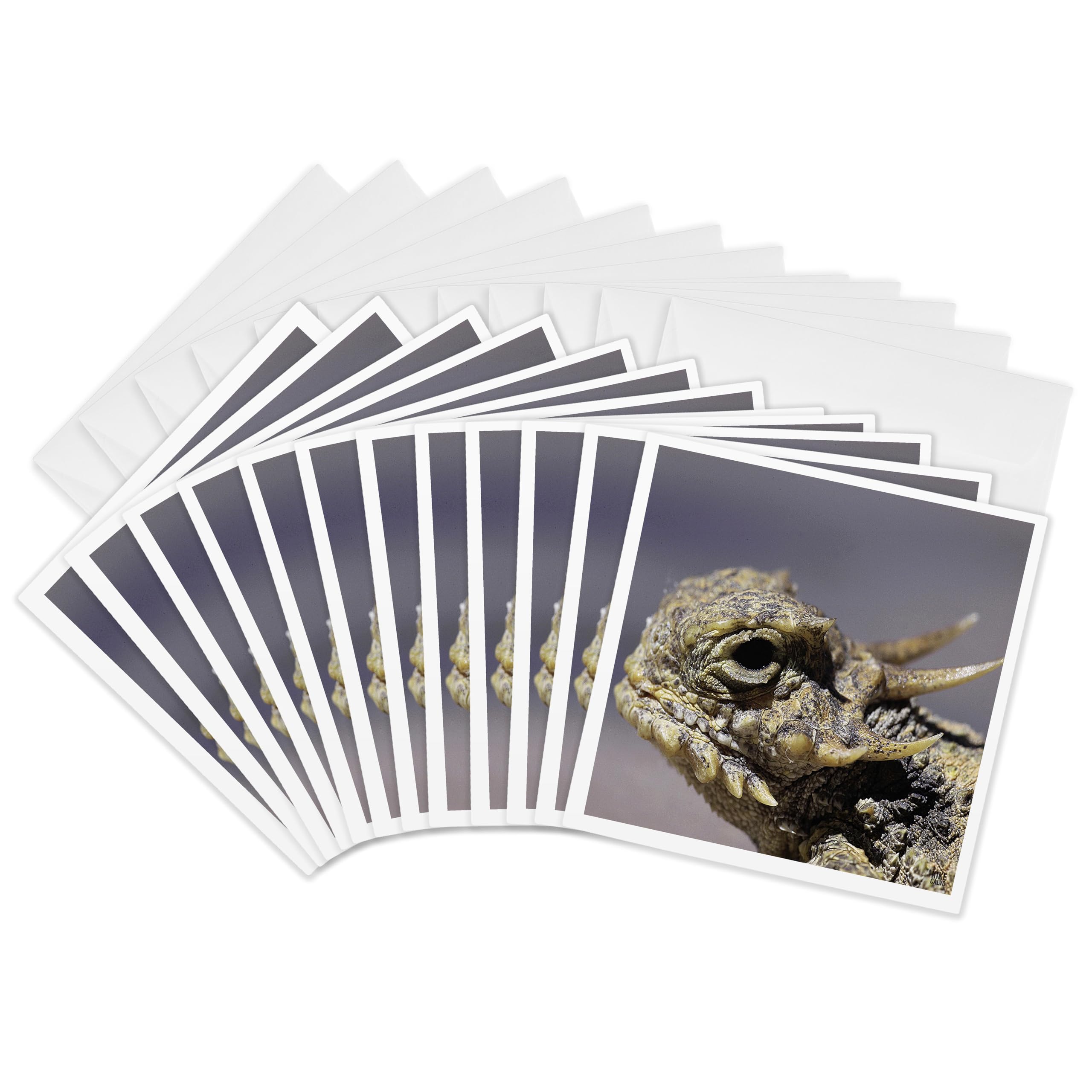 3dRose gc_9922_2 6 x 6-Inch "Flat-Tailed Horned Lizard, Phrynosoma Mcalli" Greeting Card (Pack of 12)