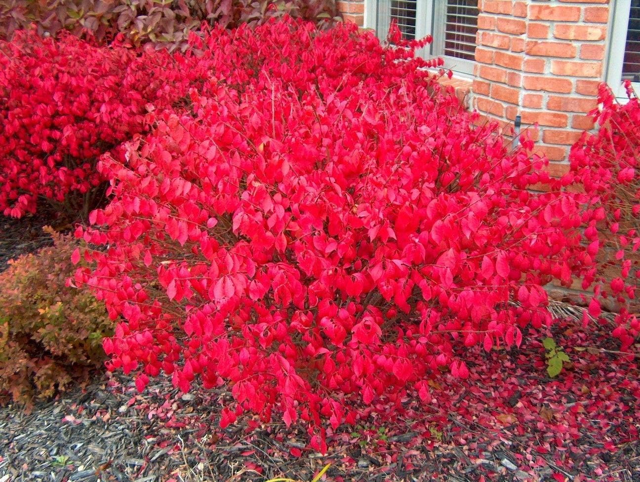 Euonymus alatus Compactus, Burning Bush, Spindle Tree Plant in 9 cm Pot