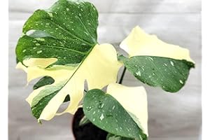 Monstera Thai Constellation Variegated,Monstera Deliciosa Thai Constellation Live Rare Houseplants All Plants are Fully Rooted Plants in 4 inch Pot by 3exoticgreen