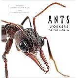 Ants: Workers of the World