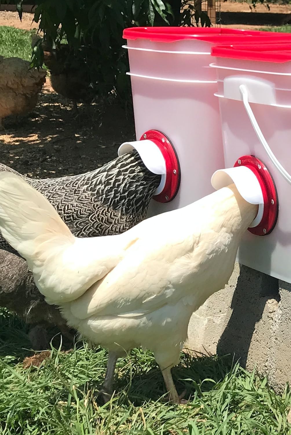 Amazon Com Chicken Feeder Holds 20 Pounds Pellets Crumbles Grain