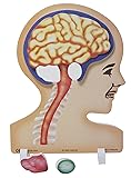 American Educational Products Book Plus SI69044 EVA