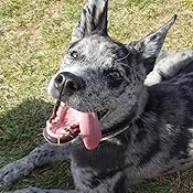 shock collar for thick fur
