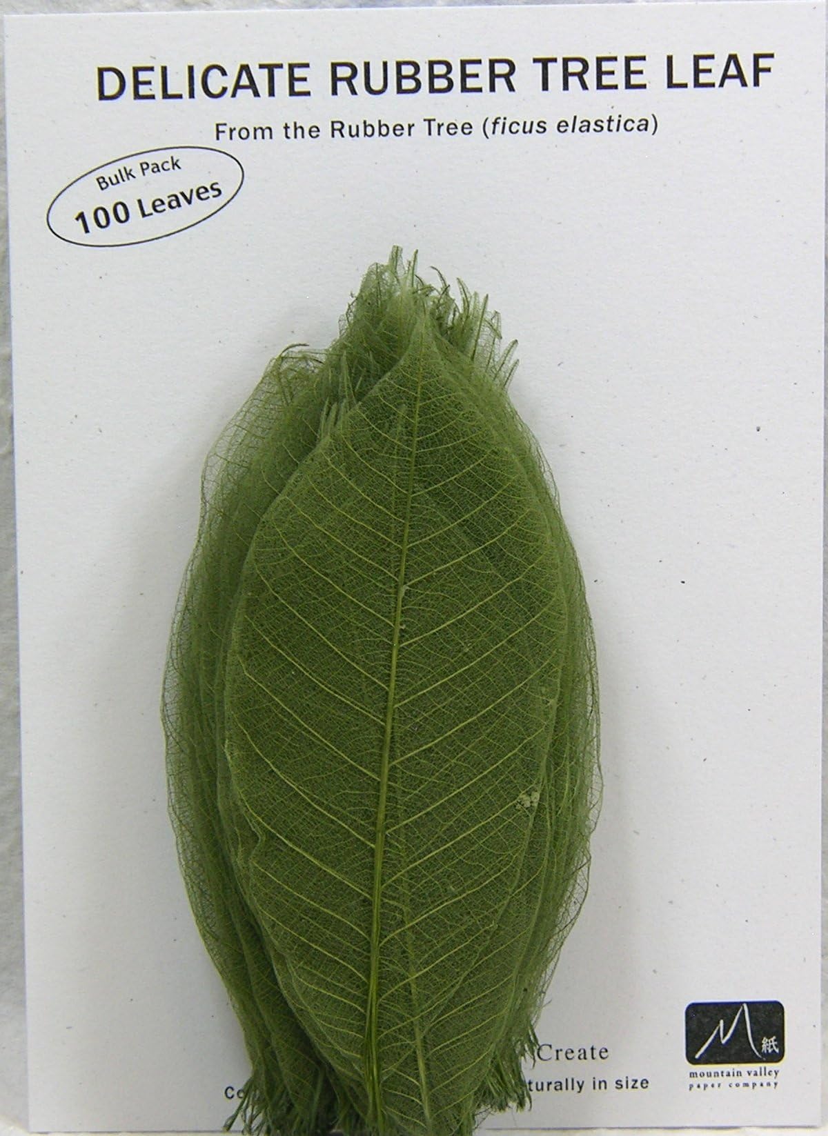Green Rubber Tree Leaves - Pack of 100 Skeleton Leaves
