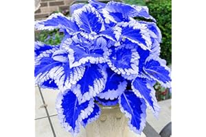 GENERIC Blue Coleus Plant Seeds, 1 Packs 20 Count Each, Vibrant White-Edged Foliage, Garden and Indoor Growing Limited Supply Order Now!