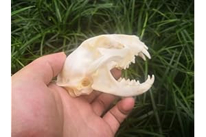 BRANDLESS Racoon Dog Skull,Cat Skull,Coypu Skull,Muskrat Skull,Fox Skull,Raccoon Dog Skull,Mink Skull,Taxiderm Skull Specimen