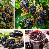 200+ BlackBerry Seeds for Planting - Non-GMO Seeds - Organic BlackBerry Seeds to Plant for Garden Outdoor - Sweet,Healthy Fruit