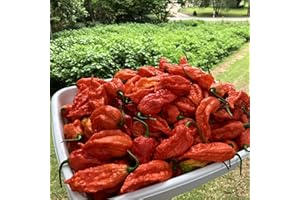 Fresh Bhut Ghost Peppers by Bohica Pepper Hut