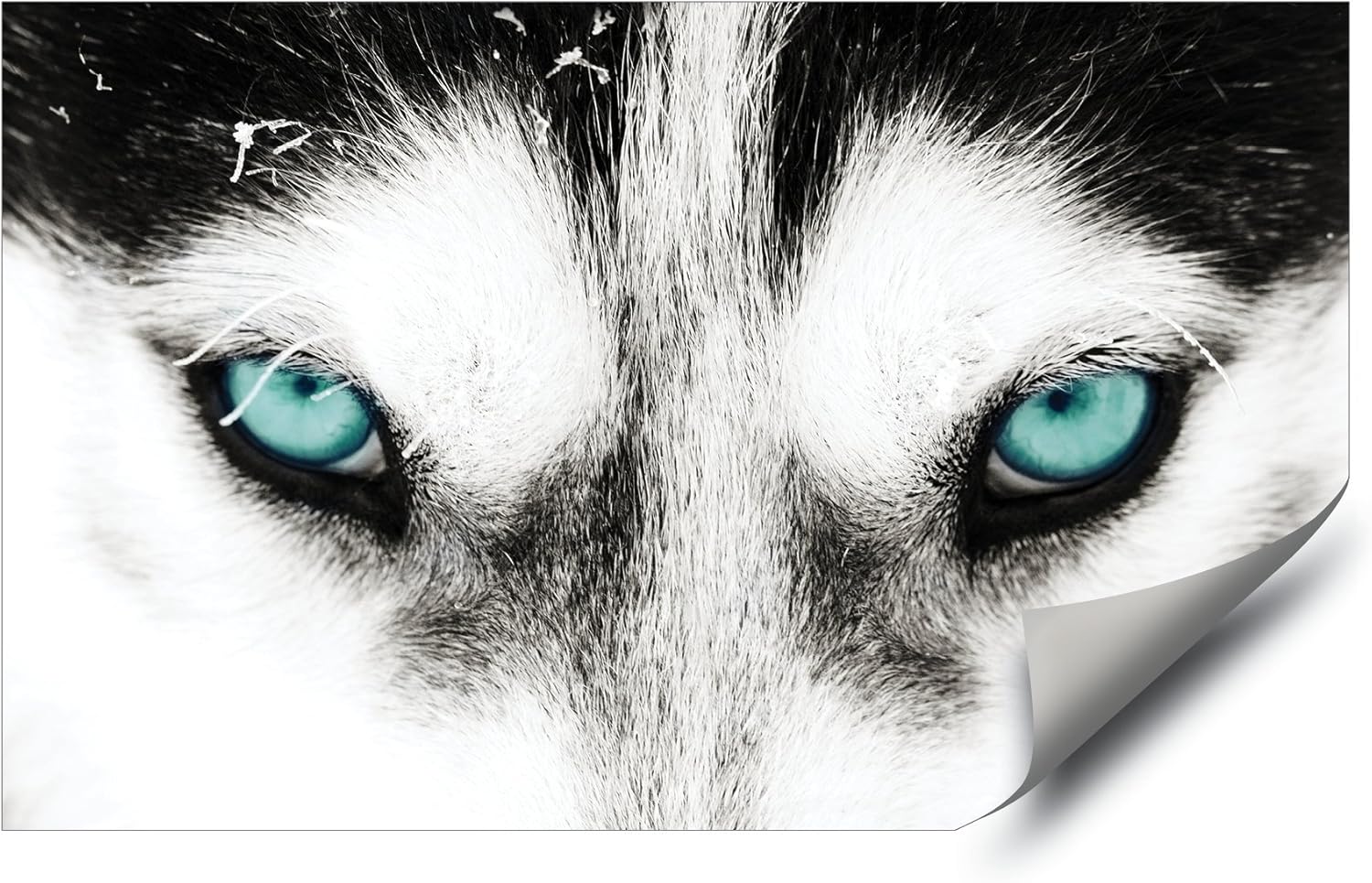 husky with blue and green eyes