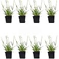 Lavender Grosso 31/2" Size (8 Live Plants)