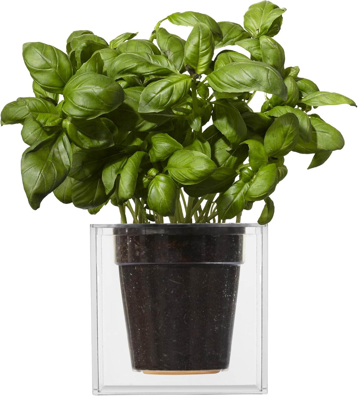 Desconocido Maceta Boskke Cube Transparente Grande: Amazon.es: Jardín