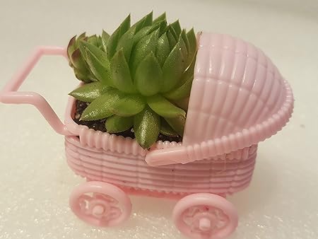 mini succulent baby shower favors