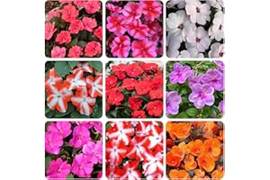 Mixed Impatiens Seeds for Planting, 100+ Count, Colorful Varieties for Garden Pots and Landscape Decoration