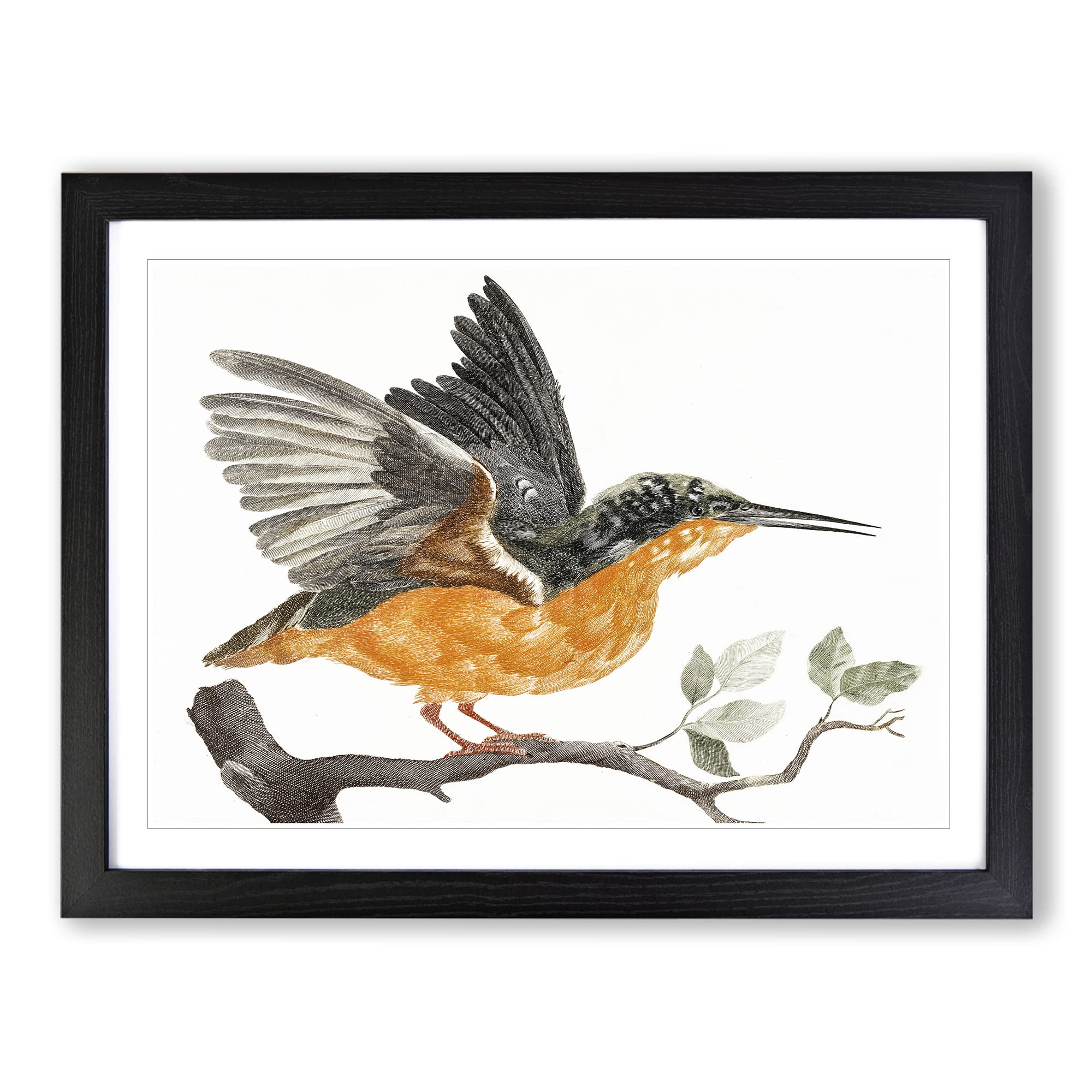 Kingfisher Bird By Johan Teyler Vintage Framed Print | A4 Black Framed Wall Art | Ready to Hang | Classic Nature Picture | Living Room Bedroom Lounge Office