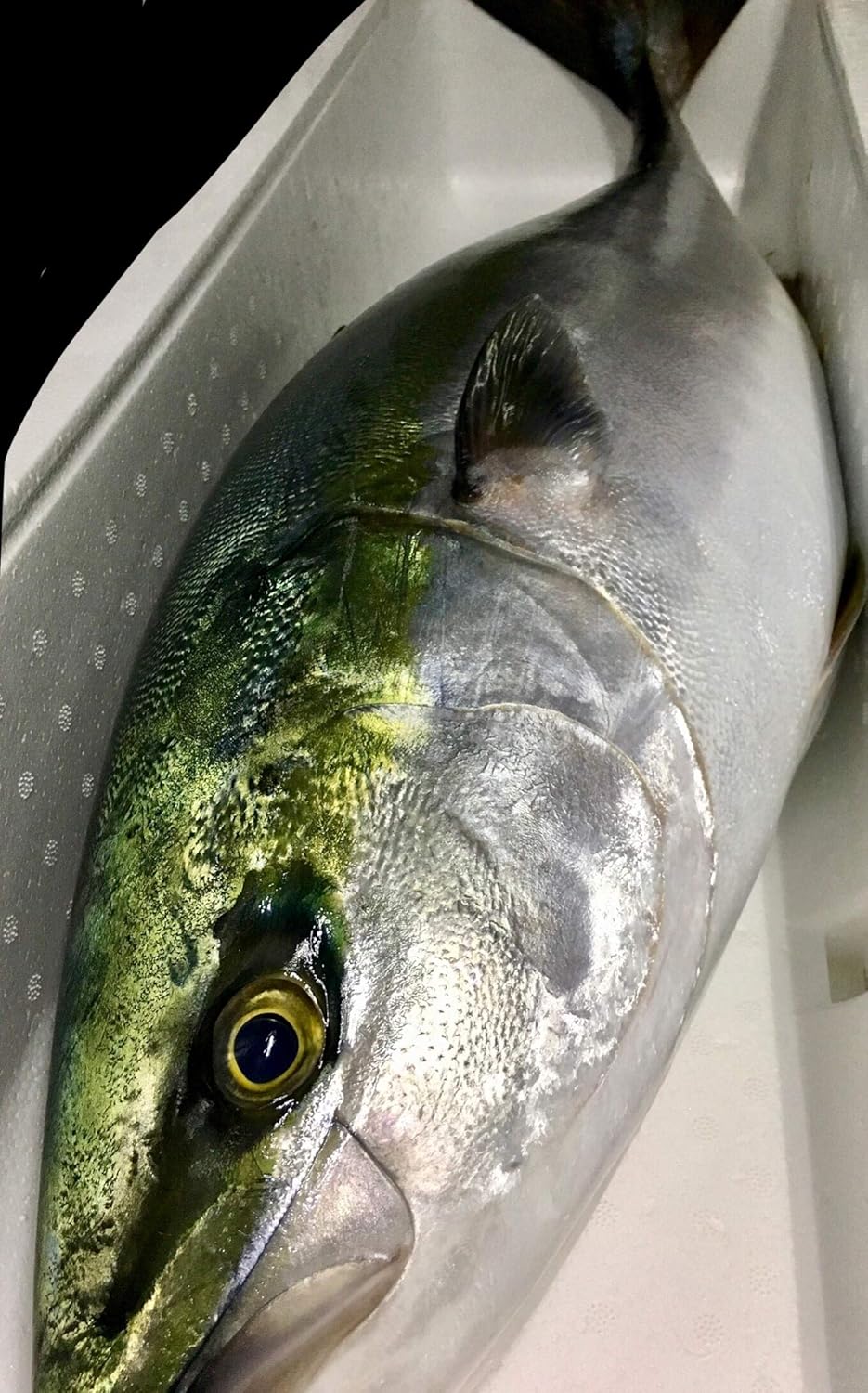 Amazon 鮮度抜群 長崎県対馬産 寒ブリ 鰤 8キロ 鮮魚基地 鮮魚 通販