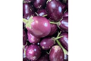 KEJORA Fresh Indian Eggplant - 3 lbs