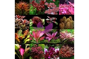 PLANTS N FINS Red Aquarium Plant Pack (6 Plants) + Sticker |100% Live Arrival Guarantee | Live Freshwater Plants (Ship to Address)