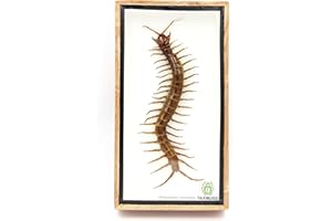 Taxibugs Real Centipede Scolopendra Morsitans Taxidermy in Wood Box