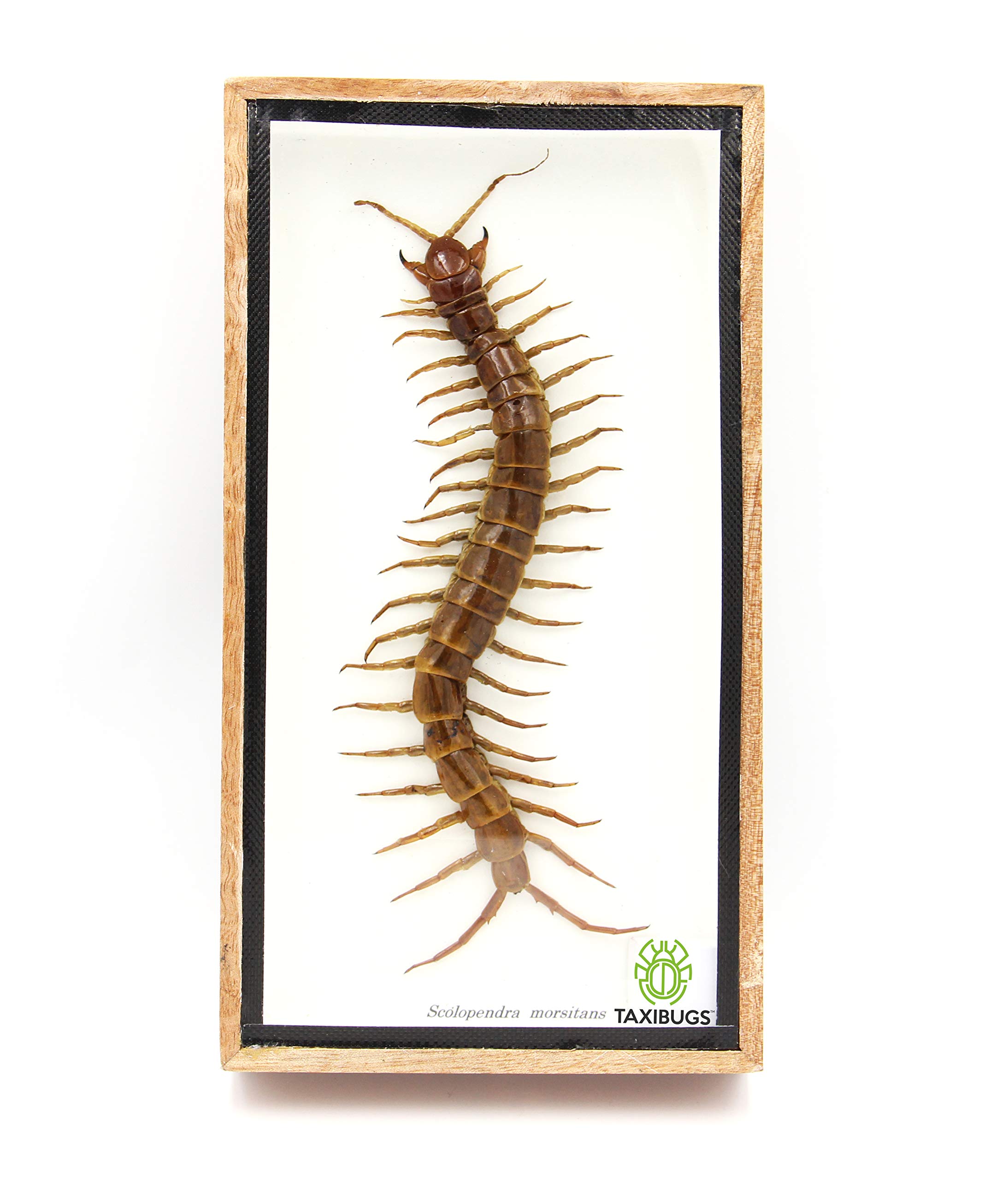 TAXIBUGS Real Centipede Scolopendra Morsitans taxidermy in wood box