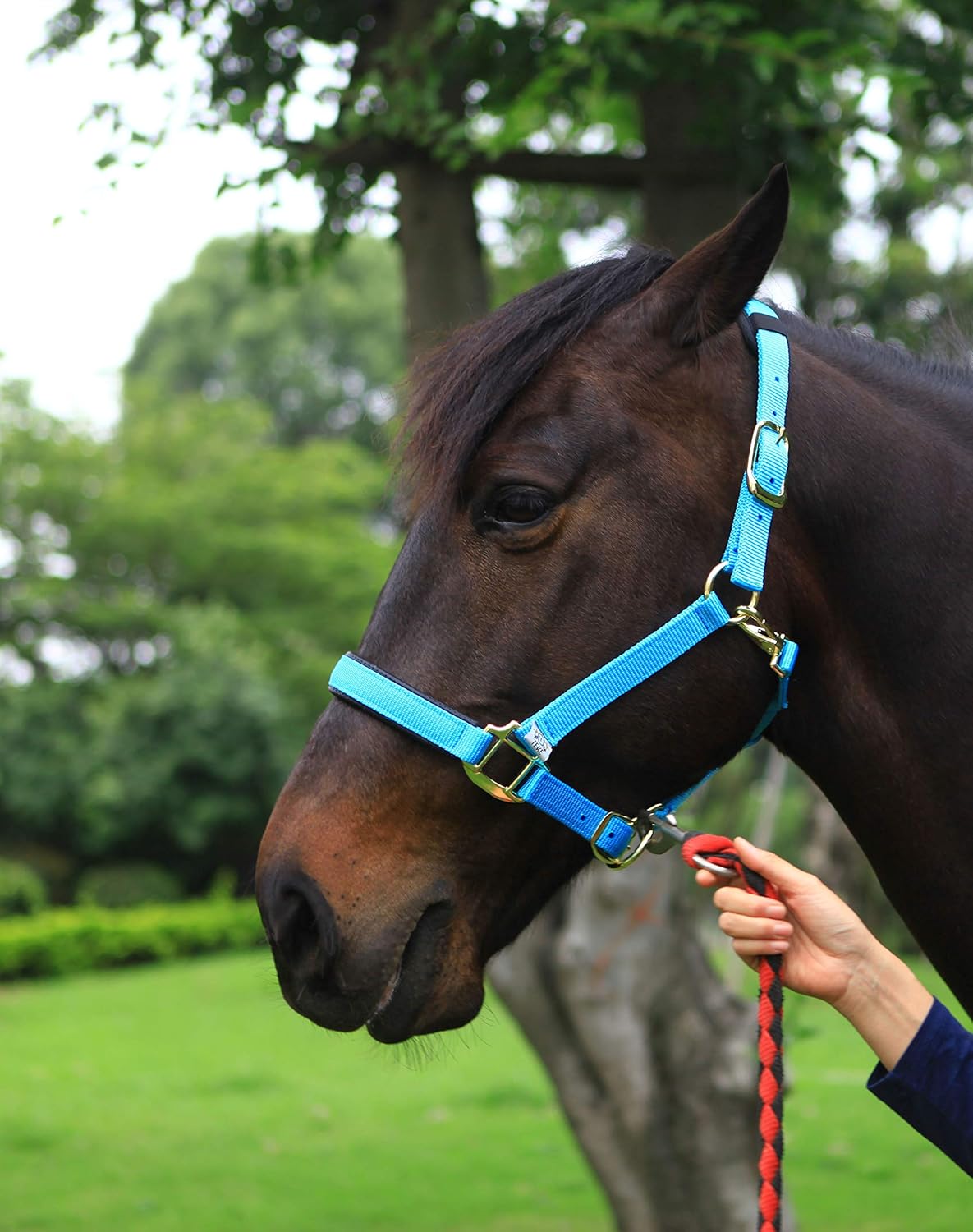 TEKE Horse Halter Adjustable with Cushioned Padding: Sports & Outdoors