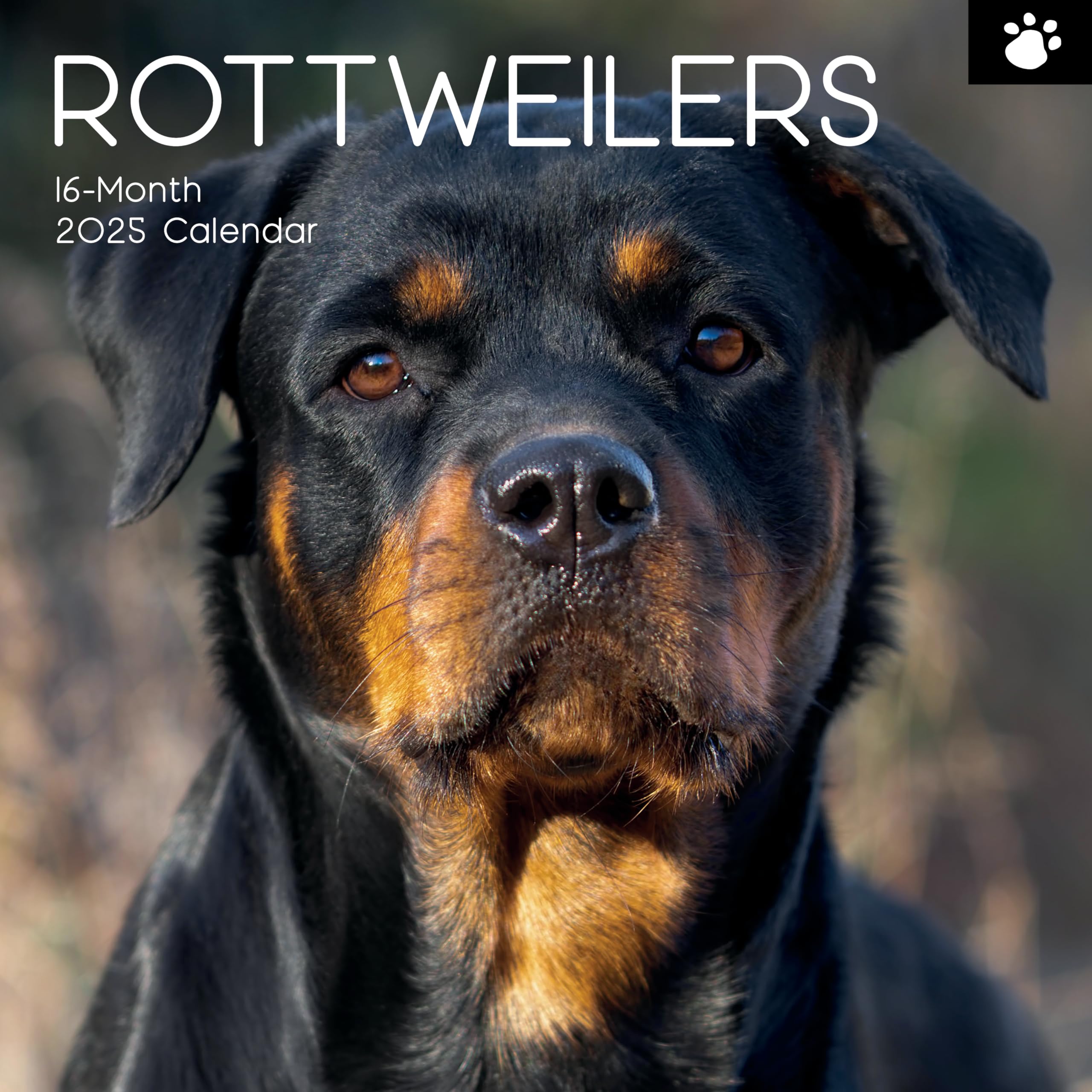 2025 Square Wall Calendar, Rottweiler, 16-Month Paw Prints Theme with 180 Reminder Stickers (30 x 30 CM)