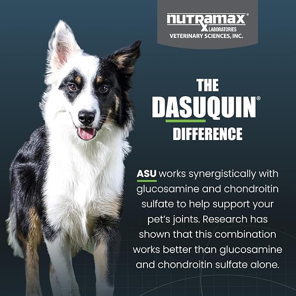 NUTRAMAX DASUQUIN FOR SMALL TO MEDIUM DOGS, JOINT HEALTH SUPPLEMENT, CONTAINS GLUCOSAMINE FOR DOGS, PLUS CHONDROITIN, ASU, MSM AND MORE, SUPPORTS HEALTHY JOINTS, SOFT CHEWS, 42 COUNT
