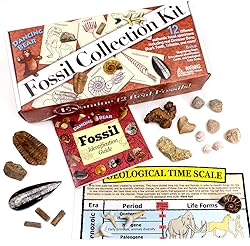 DANCING BEAR Fossil Collection Kit (12 pc Set) Real