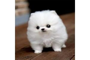 Cute puppies Collection